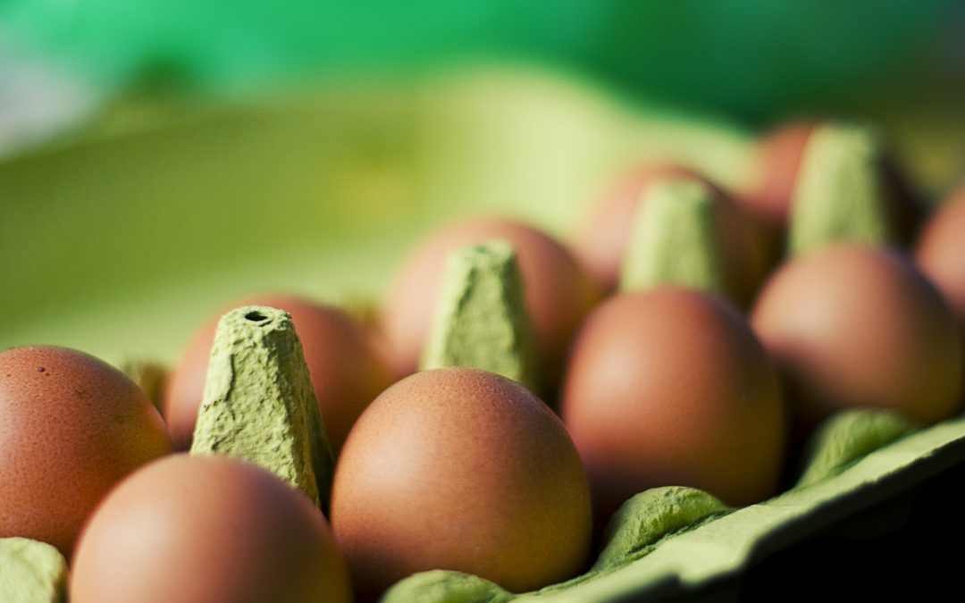 Is Plant Protein, Egg-xactly what BodyBuilders need?
